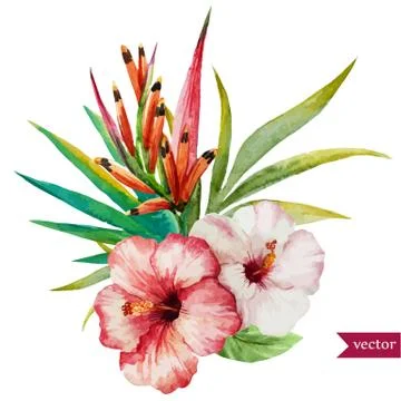 Nice tropical flowers Stock Illustration