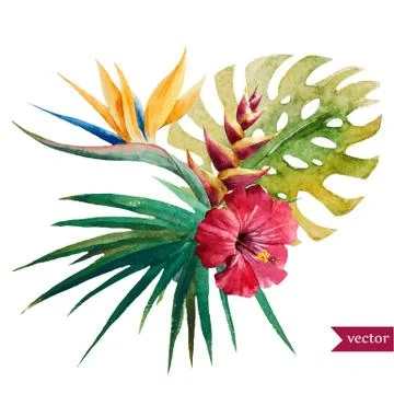 Nice tropical flowers Stock Illustration