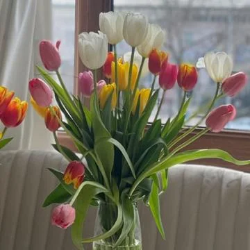 Nice tulips Foto stock