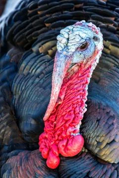 Nice turkey Foto stock