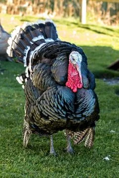 Nice turkey Foto stock