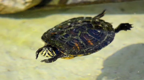 Nice turtle Video stock 34471979
