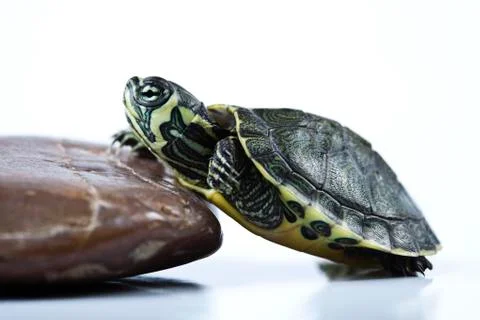 Nice Turtle isolated on white Foto stock