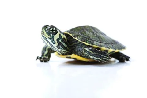 Nice Turtle isolated on white Stock Photos