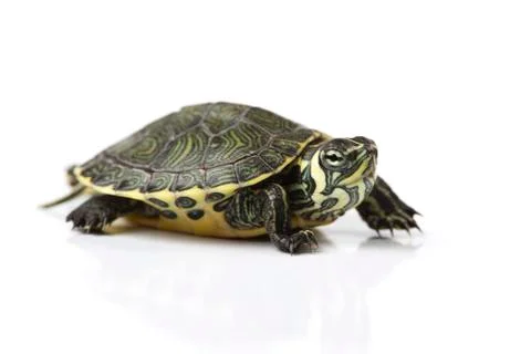 Nice Turtle isolated on white Foto stock
