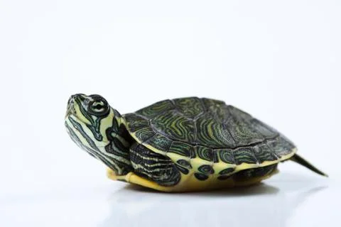 Nice Turtle isolated on white Foto stock
