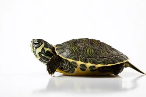Nice Turtle isolated on white 스톡 사진