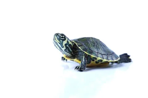 Nice Turtle isolated on white Foto stock