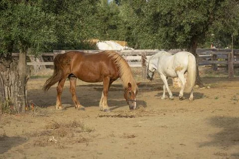 Nice two horses In a corral Stock Photos