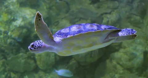Nice underwater view of sea turtle swimming Video stock 299070132
