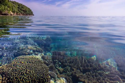 Nice untouched pristine corals seen underwater in Banda Besar island which is 스톡 사진