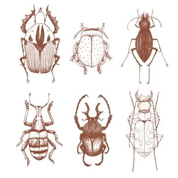 Nice vector hand drawn beetles Stock Illustration