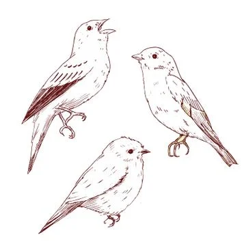 Nice vector hand drawn birds Stock Illustration