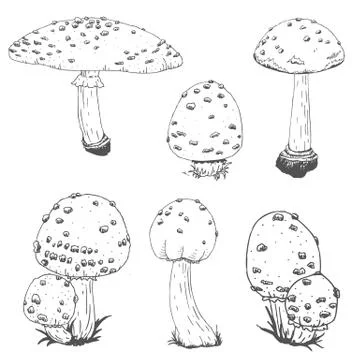 Nice vector hand drawn mushrooms Stock Illustration