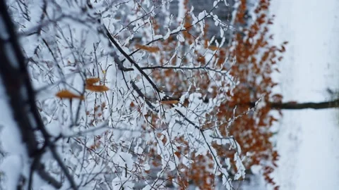Nice vertical video of snow falling from a snowy tree. Stock Footage 296402902