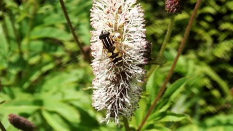 Nice video of a bee Stock Footage 150197264