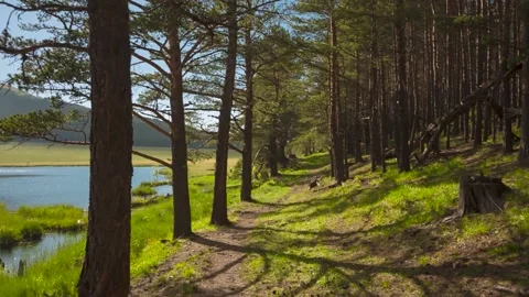 Nice view of the alpine lake in the forest. Stock Footage 158461968