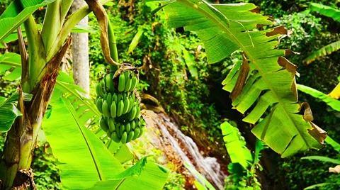 Nice view of the banana trees on the background of a waterfall Video stock 36586377