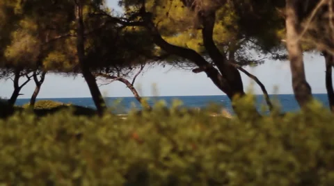 Nice View Of Beach Video stock 54958210