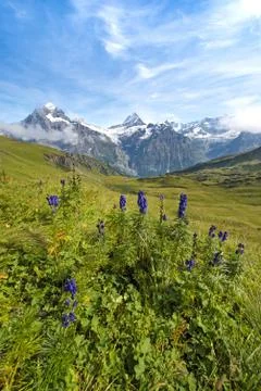 Nice view with blue flowers on a background of mountains. Swiss Alps, Europe. Stock Photos