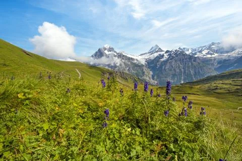 Nice view with blue flowers on a background of mountains. Swiss Alps, Europe. Stock Photos