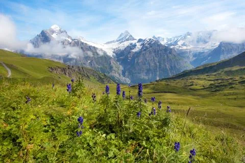 Nice view with blue flowers on a background of mountains. Swiss Alps, Europe. Stock Photos