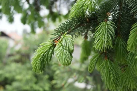Nice view of branch with needles Foto stock