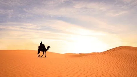 Nice view of a camel in Sahara Stock Photos
