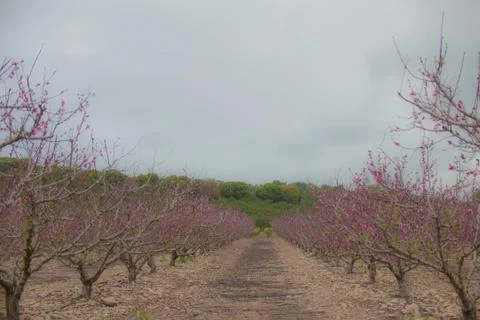 Nice view. A field of pink trees. Stock Photos