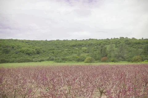 Nice view. A field of pink trees. Stock Photos