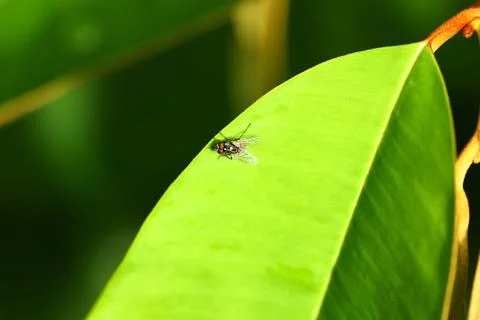 Nice view of fly on green leaf and blur background Stock Photos