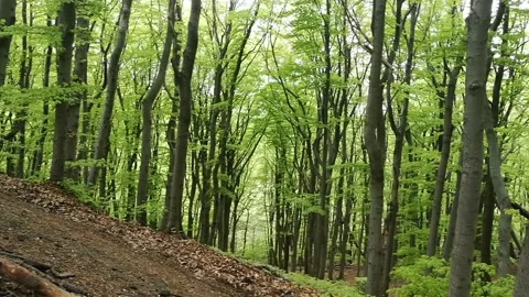 Nice view into forest Stock Footage 185918359