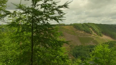 Nice view from a forest looking at hills. Stock Footage 247134753