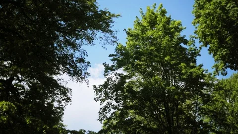 Nice view of green tree of the sunny day environment natural beautiful beauty Stock Footage 98644798
