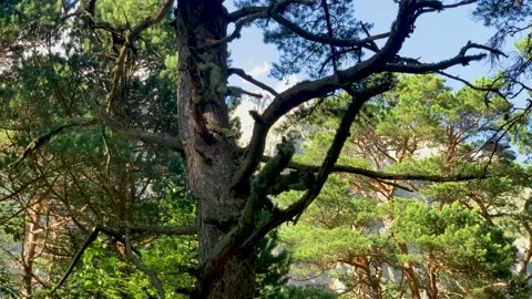 Nice view of high rocks through the branches of trees in the forest. Stock Footage 158397530