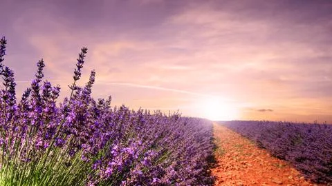 Nice view of lavender fields in Provence (France) Stock Photos