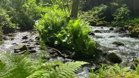Nice view of the mountain river in the forest Stock Footage 150664851