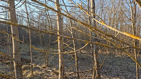 Nice View Of Nature And Trees Video stock 299347103