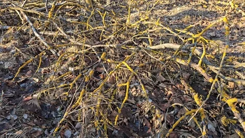 Nice View Of Nature And Trees Stock Footage 299347164