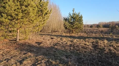 Nice View Of Nature And Trees Stock Footage 299347176