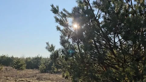 Nice View Of Nature And Trees Stock Footage 299347335