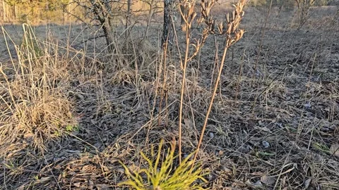 Nice View Of Nature And Trees Stock Footage 299347528