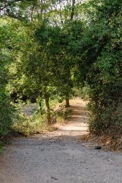 Nice view of a path in the forest Foto stock