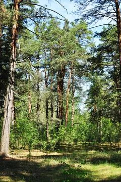 Nice view of the pine forest. Forest trail and tall pines. Stock Photos
