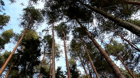 The nice view of the pines and the sky Stock Footage 37281324