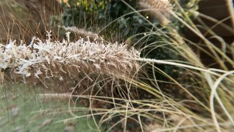 Nice view on the rime in the garden. 動画素材 235158369