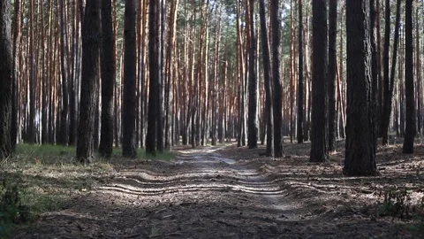 Nice view of the road through the pine forest. Narrow focus. Video stock 150260667