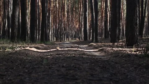 Nice view of the road through the pine forest. Narrow focus. 库存影片 150260799