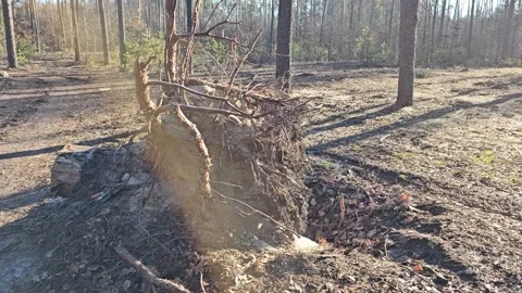 Nice View Of The Stump And Trees Stock Footage 299347521