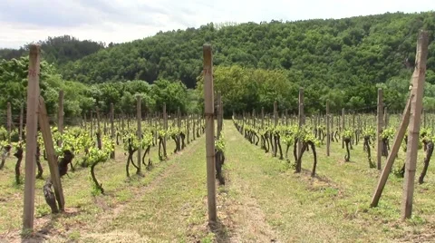 Nice view of the summer vineyard with forest in the background Video stock 60746197